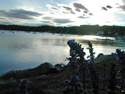 Damariscotta